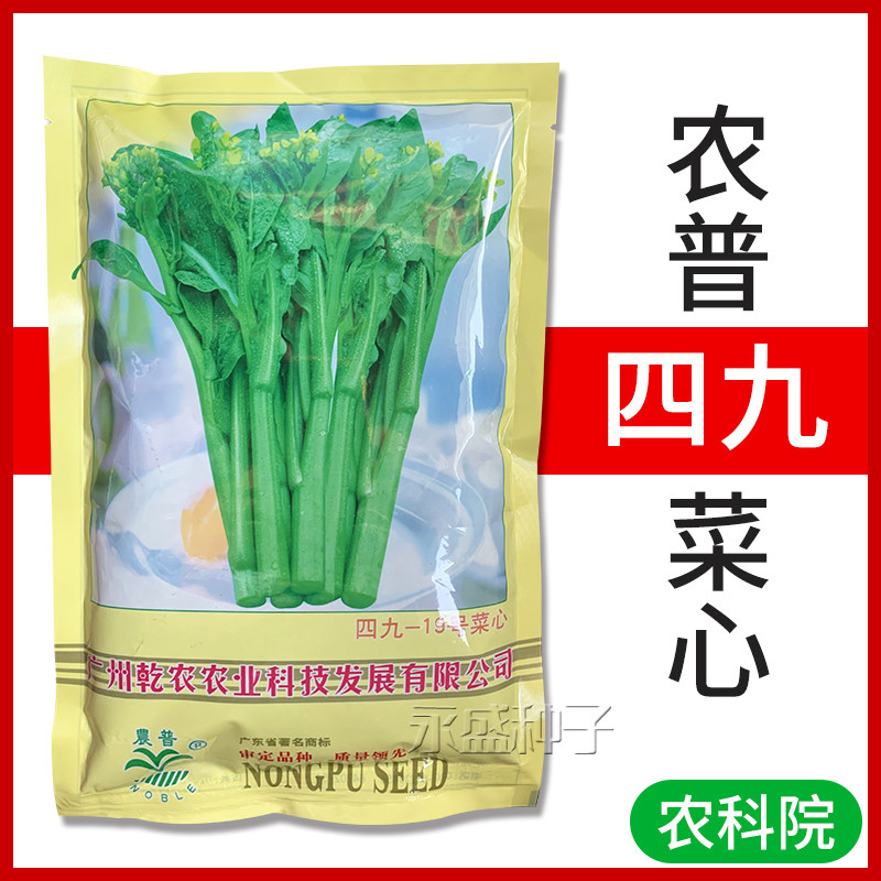 农普黄叶四九菜心种子白梗19号甜菜心种籽耐热耐雨水高产蔬菜种孑