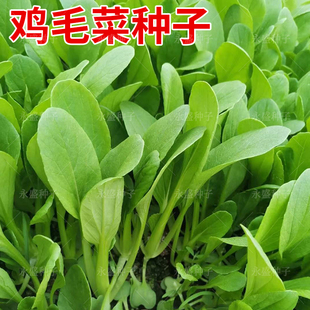 四季 鸡毛菜菜籽种小白菜种孑阳台盆栽小青菜油菜籽种耐热蔬菜种子