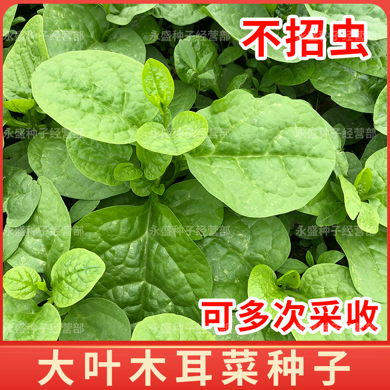 木耳菜种孑大叶豆腐菜种籽爬藤蚕菜苗种子蔬菜籽春夏耐热大田阳台