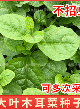 木耳菜种孑大叶豆腐菜种籽爬藤蚕菜苗种子蔬菜籽春夏耐热大田阳台