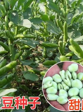 味美蚕香豆种早熟高产蚕豆种甜脆罗汉豆胡豆种籽春秋农家蔬菜种孑