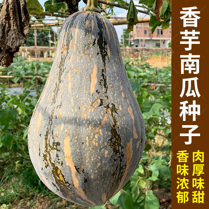 正宗香芋南瓜种籽子香甜软糯香芋味南瓜籽种春秋农家蔬菜种孑种子