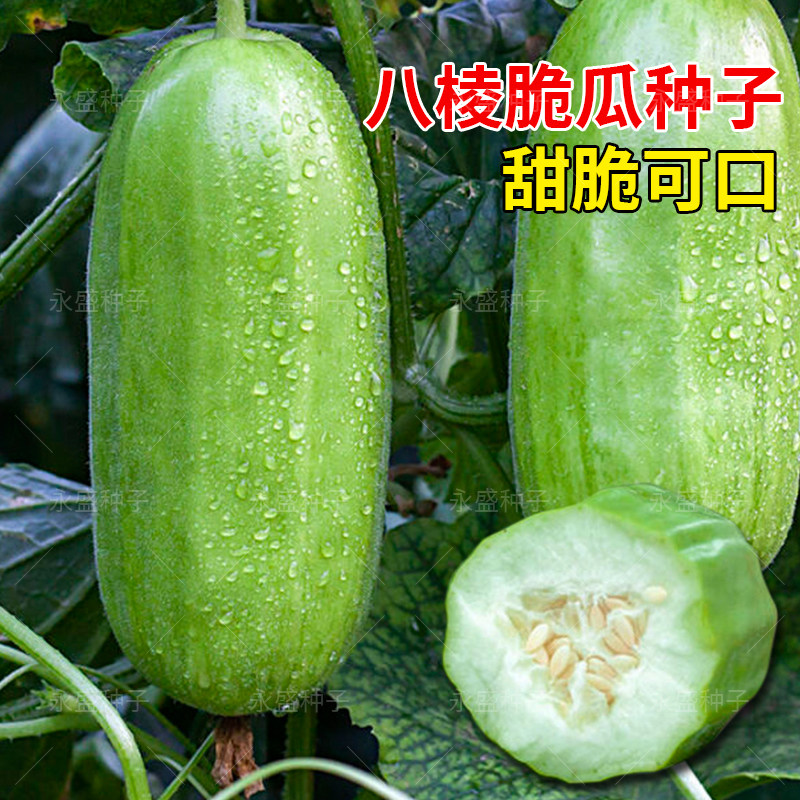 八棱脆瓜种子水果菜瓜籽种可生吃甜脆捎瓜烧瓜种籽子农家蔬菜种孑