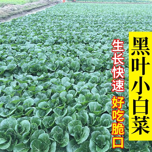 黑叶小白菜种子四季阳台盆栽青菜