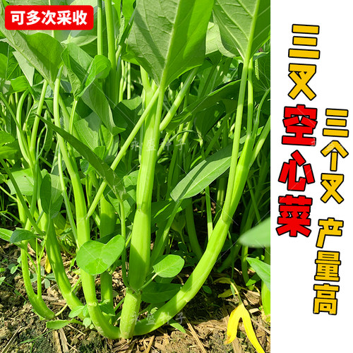 三叉空心菜种子四季高产耐热