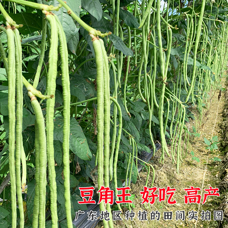 大肉甜豆角种子油白豆角子种高产厚肉豇豆种籽八月豆春秋蔬菜种孑