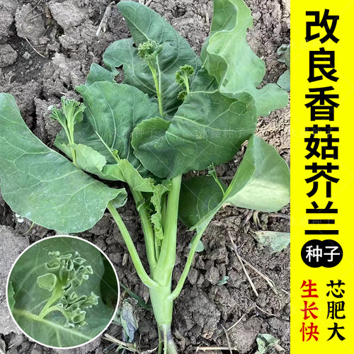 芥兰菜种籽广东潮汕特色芥蓝苔