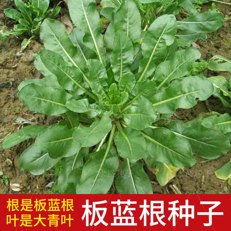 板蓝根种子清热解毒中药材菘蓝籽板兰根苗食用特色野菜大青叶种籽-封面