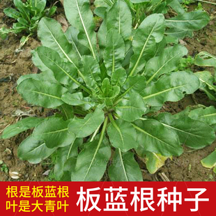 板蓝根种子清热解毒中药材菘蓝籽板兰根苗食用特色野菜大青叶种籽