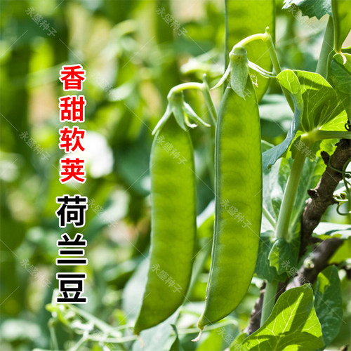 荷兰豆种籽豌豆种子高产