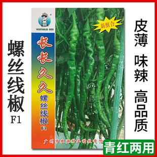长长久久螺丝线椒种籽辣椒籽四季高产抗病青红椒辣椒种子蔬菜种孑