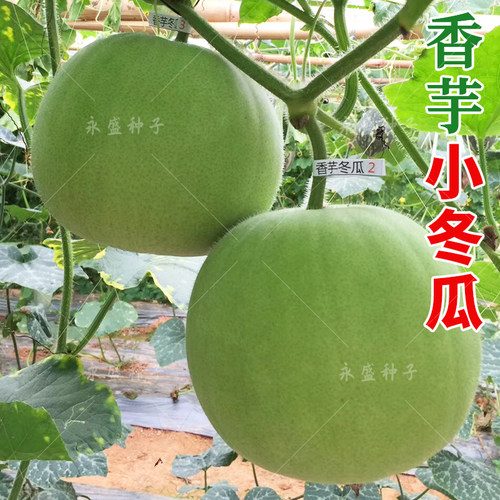 香芋味浓郁香甜软糯坐果多
