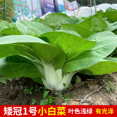 矮脚黄奶白菜种籽小白菜种孑菜籽