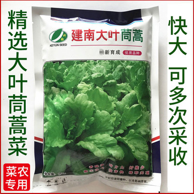 大叶茼蒿菜种籽四季盆栽小叶茼蒿菜籽皇帝菜种子蓬蒿菜种蔬菜种孑