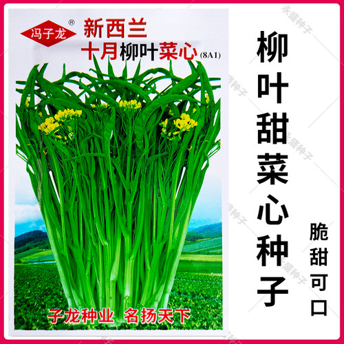 柳叶种籽广西秋冬季好吃甜菜心