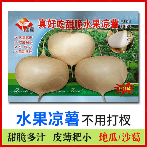 脆甜水果凉薯种子脆嫩多汁