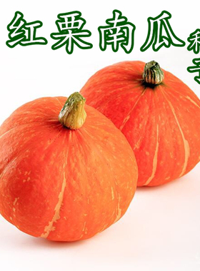 红板栗南瓜种子红栗小南瓜种橙红色甜糯粉面南瓜甜蜜蜜四季秧蔬菜