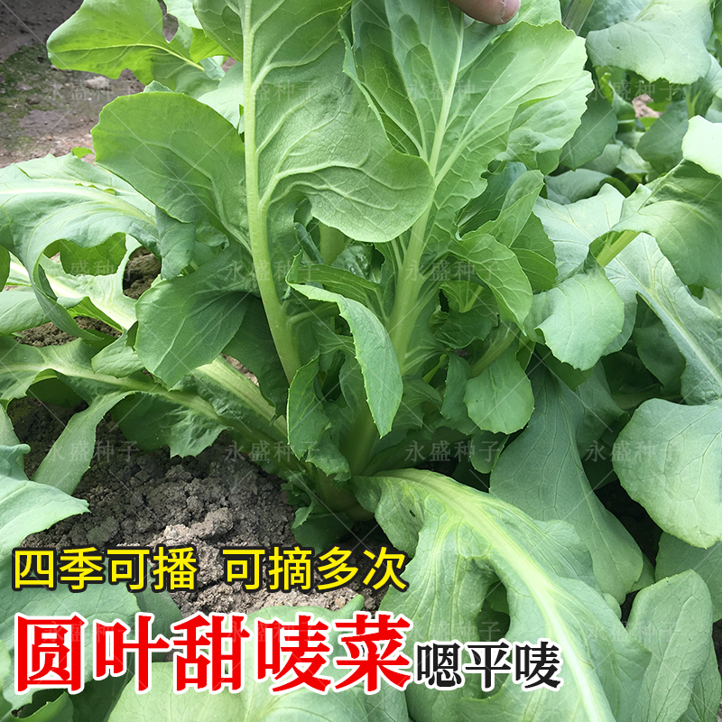 大圆叶恩平唛甜唛菜种籽苦麦菜种子四季盆栽青菜籽种农家蔬菜种孑