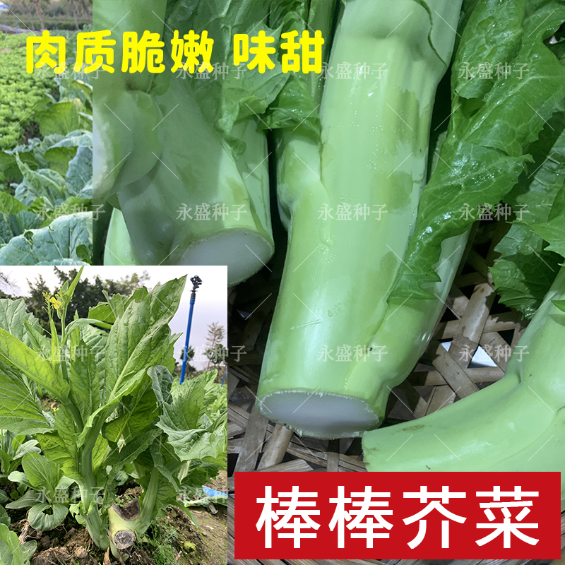 棒菜介菜菜种甜脆可口