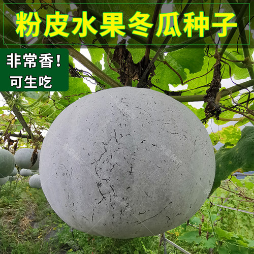 蔬菜种子冬瓜行记好吃