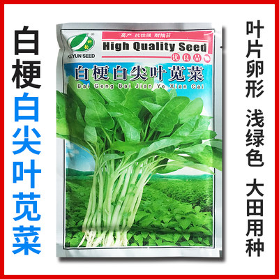 白梗白尖叶苋菜种子青汉菜种