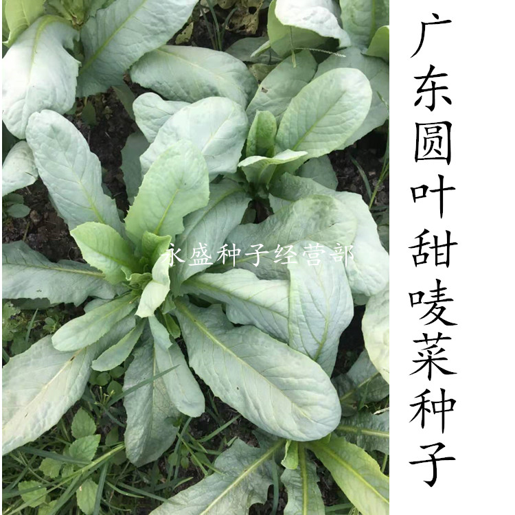 广东本地圆叶猪肚鞋底种籽麦菜