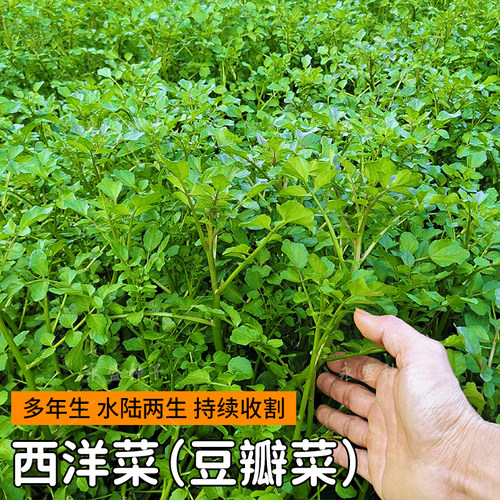 西洋菜种籽豆瓣菜种子芥菜水翁
