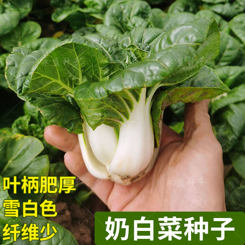 矮脚奶白菜种籽四季青菜蔬菜籽种