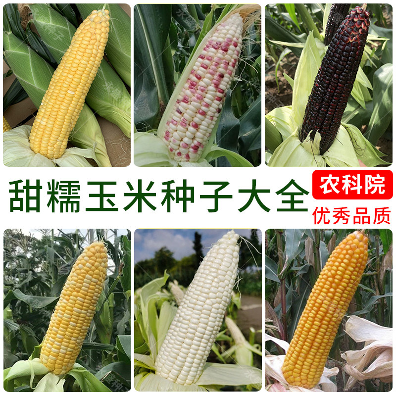 水果玉米种孑高产杂交四季种甜玉米种籽大全甜糯香黏黑糯玉米种子