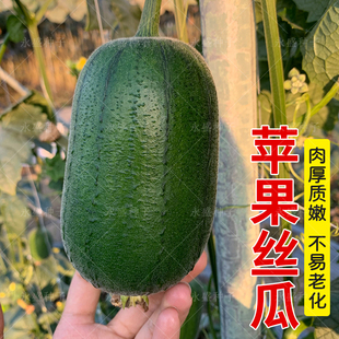 台湾苹果丝瓜种籽子特高产大肉甜水瓜种子菜瓜种农家春秋蔬菜种孑