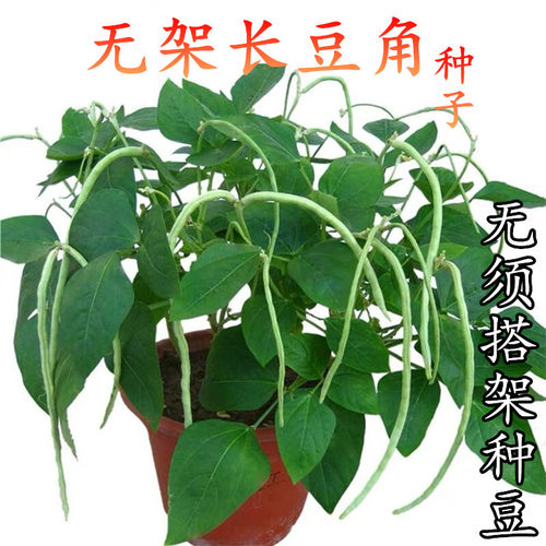 美国无需爬架阳台庭院豆角种子