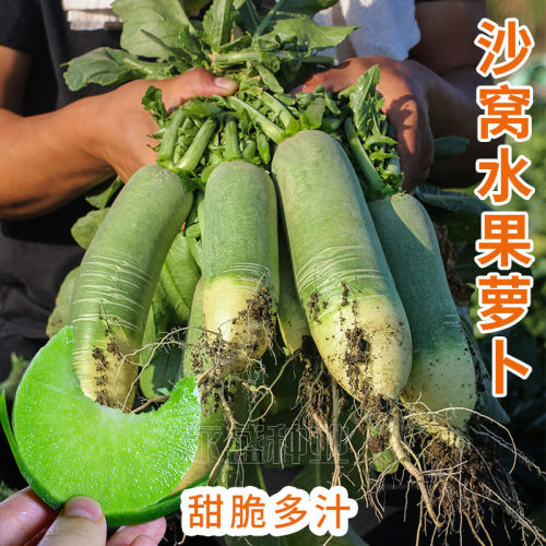 蔬菜青皮甜脆沙窝潍坊籽种萝卜