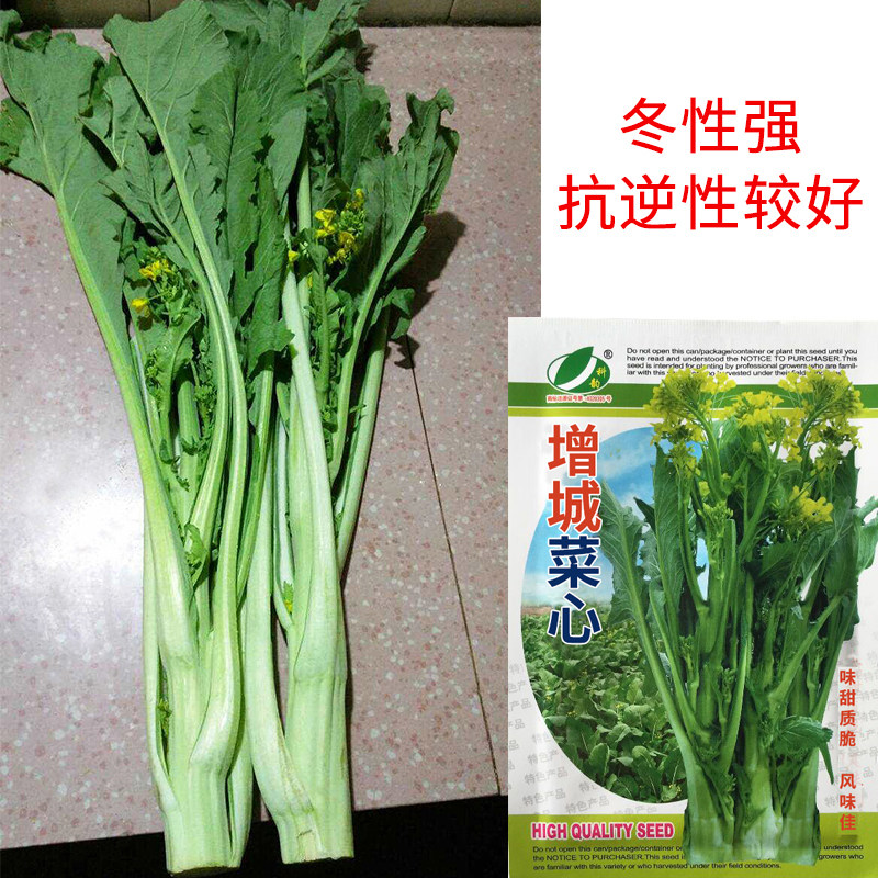 正宗增城迟菜心菜种籽高脚甜菜心种广东菜心种子秋冬春季蔬a0153
