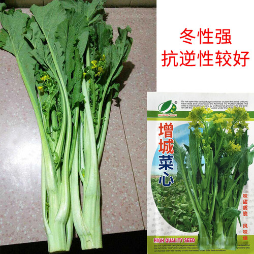 广东甜菜心菜种籽种子