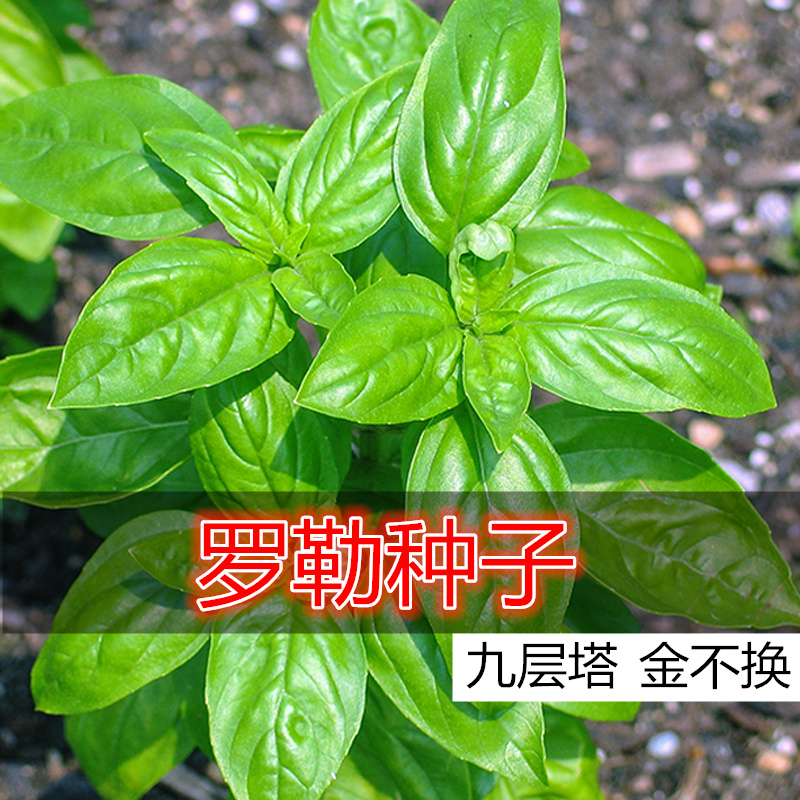 九层塔种籽进口甜紫罗勒种孑香草盆栽蔬菜种子金不换食用四季阳台
