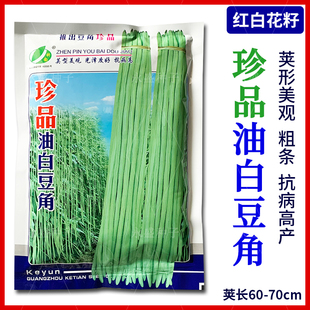 珍品油白豆角种子早熟高产厚肉长豇豆种籽花籽豆种春秋季蔬菜种孑