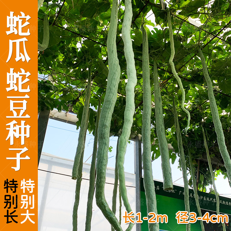特长蛇瓜种籽蛇豆种子可食用可观赏瓜果籽种春季农家特色蔬菜种孑