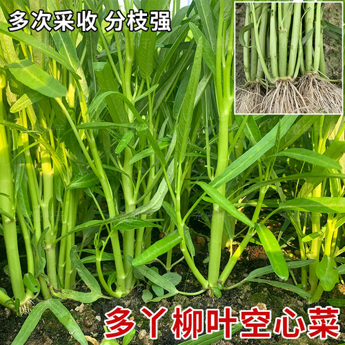 柳叶空心菜种子多次采收分枝强