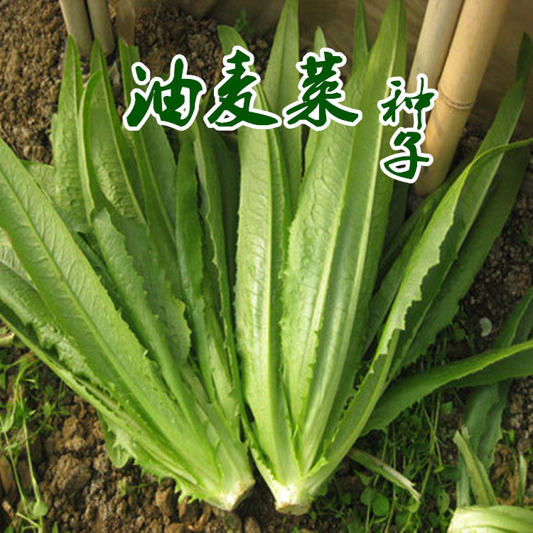 油麦菜种籽子莴苣油麦菜种子抗寒耐热耐抽苔四季农家青菜蔬菜种孑,农用物资,蔬菜种子/种苗,淘宝优惠券,粉丝福利购,淘宝优惠卷