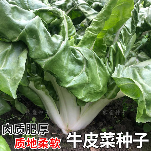 白梗大叶牛皮菜种籽厚皮菜
