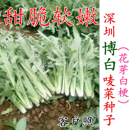 花芽唛菜种子 深圳博白唛春湾唛菜种子苦麦菜种籽 苦荬菜苦麥菜 - 封面