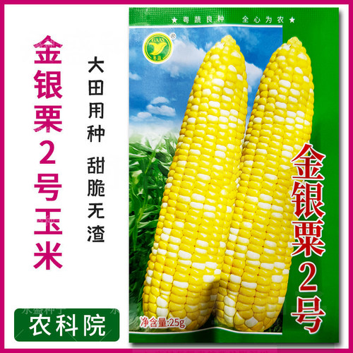 水果玉米种孑高产甜玉米种籽四季种子双色广甜特大农科院金银栗种