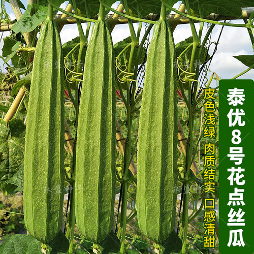 8号花点大肉棱角农科院丝瓜子