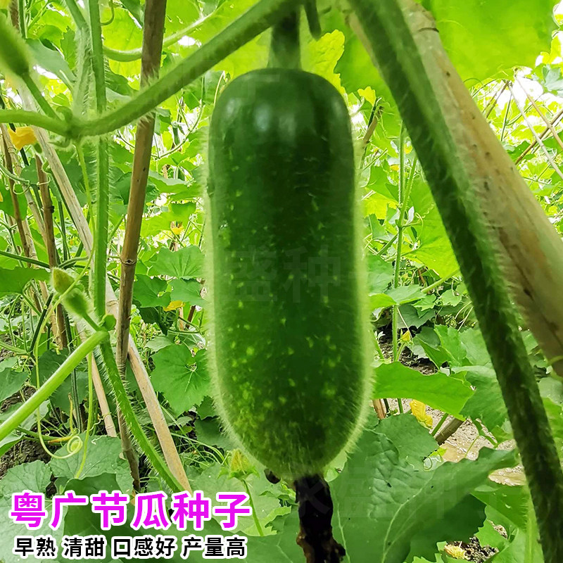 农科院粤广毛节瓜种籽早熟高产广东迷你小冬瓜种子春秋季蔬菜种孑