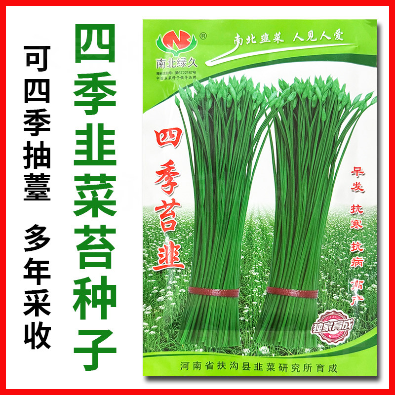 四季韭菜苔种籽多年生高产抗病抽苔快韭菜苔种子韭苔种子蔬菜种孑