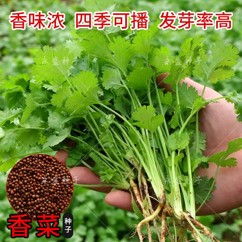 四季香菜籽种耐热高产大叶留香芫荽种籽大田阳台盆栽蔬菜种孑种子