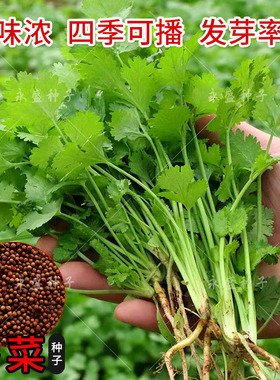四季香菜籽种耐热高产大叶留香芫荽种籽大田阳台盆栽蔬菜种孑种子