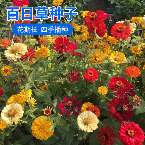 重瓣百日草种子混色花种籽子