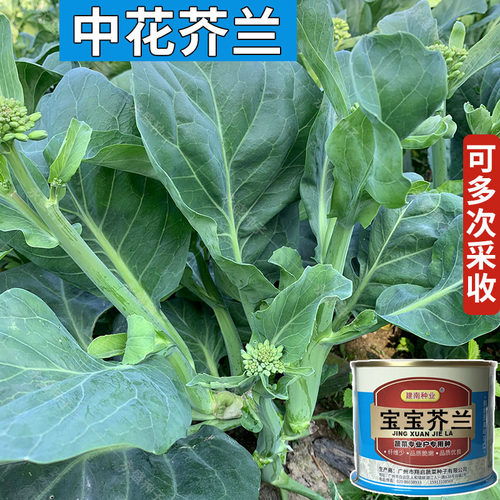 宝宝芥兰菜种籽介兰菜种