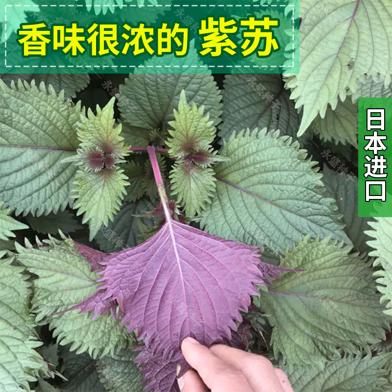 紫苏种子食用紫苏苗种四季紫苏种孑蔬菜种籽日本进口盆栽阳台耐热